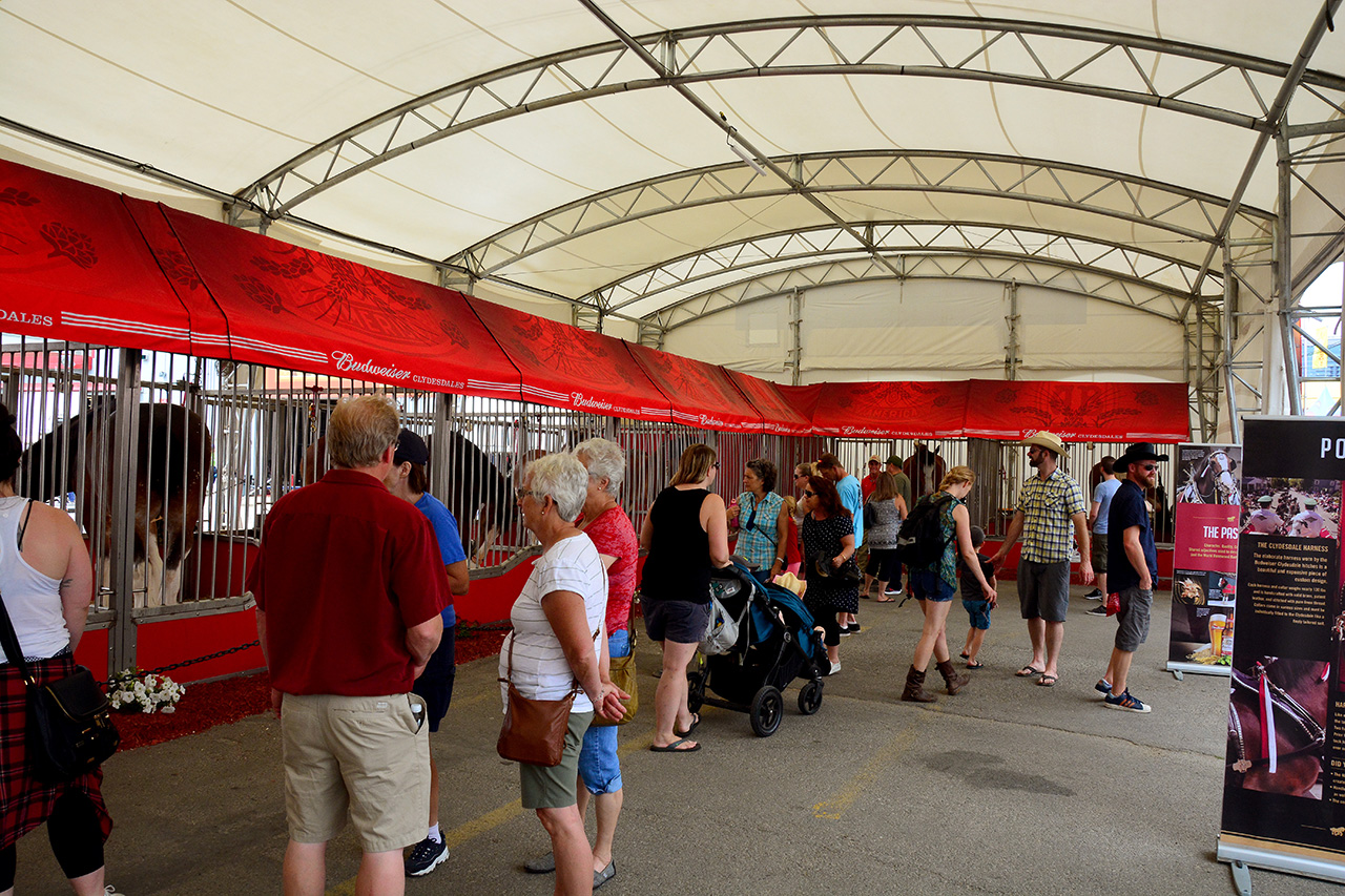 2017-07-08, 020, Calgary Stampede, AB, Budweiser Clydesdales