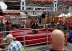 2017-07-08, 049, Calgary Stampede, AB, Bull Riding