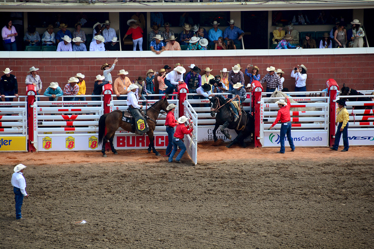 2017-07-10, 018, Calgary Stampede, AB, Saddle Bronco Riding