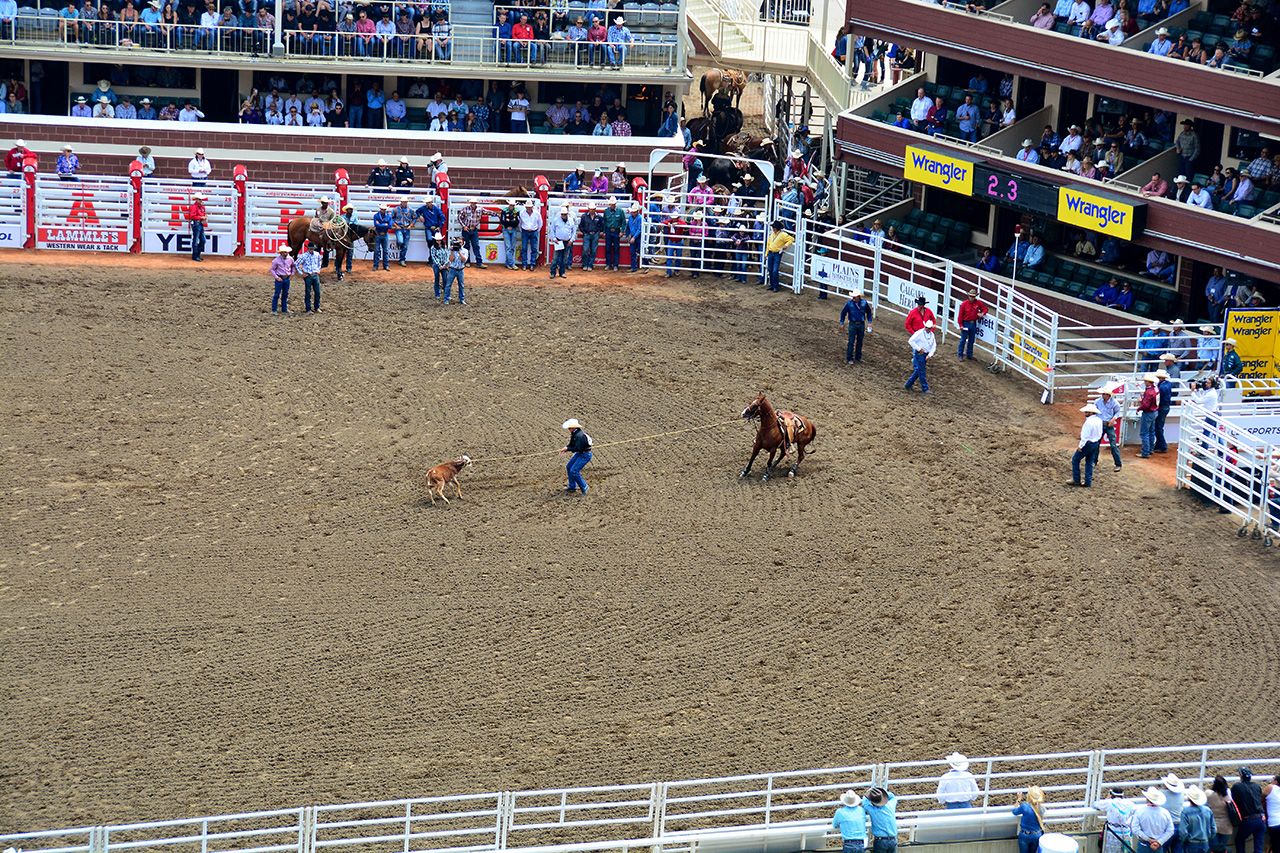 2017-07-10, 034, Calgary Stampede, AB, Tie Down Roping