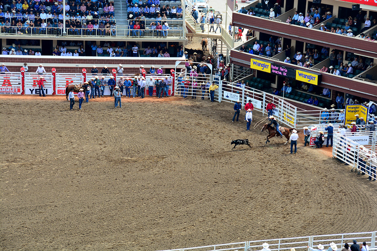 2017-07-10, 037, Calgary Stampede, AB, Tie Down Roping