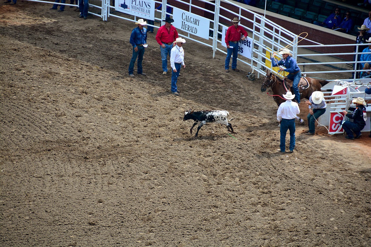 2017-07-10, 049, Calgary Stampede, AB, Tie Down Roping