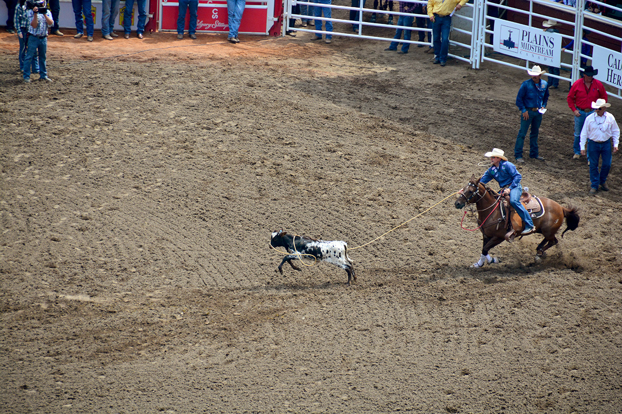 2017-07-10, 051, Calgary Stampede, AB, Tie Down Roping