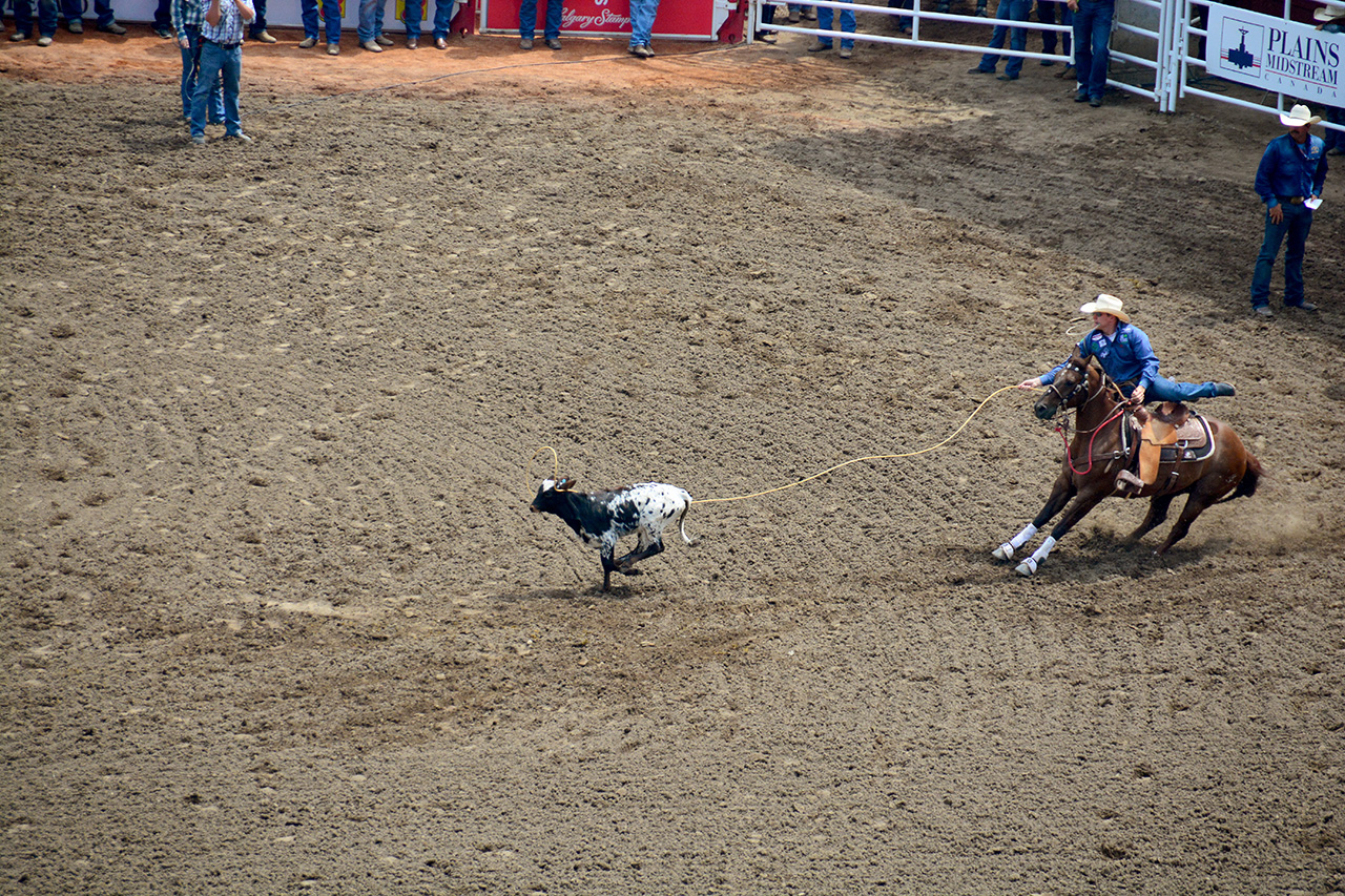 2017-07-10, 052, Calgary Stampede, AB, Tie Down Roping