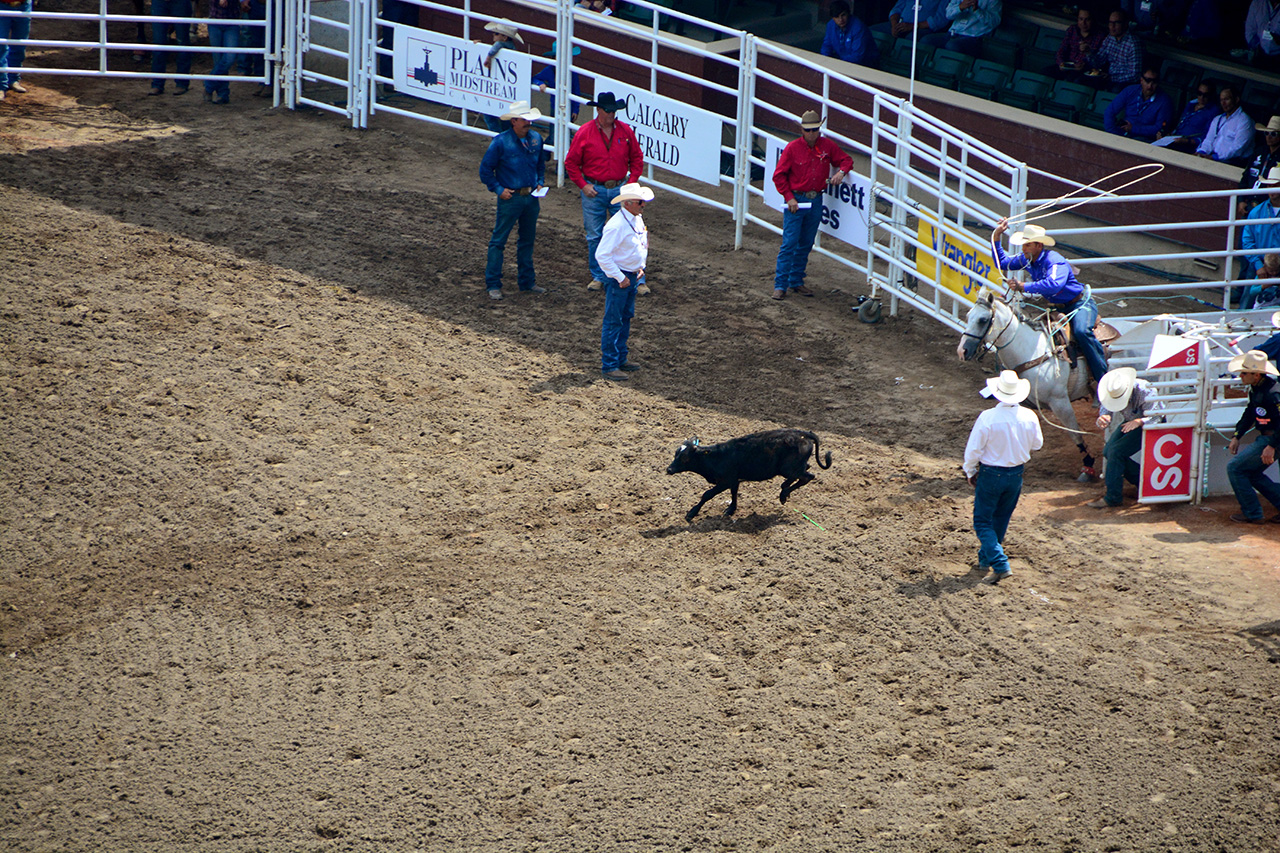 2017-07-10, 054, Calgary Stampede, AB, Tie Down Roping