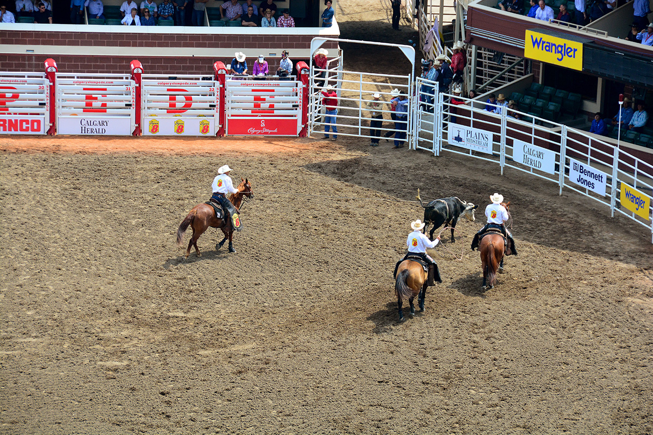 2017-07-10, 088, Calgary Stampede, AB, Steer Riding