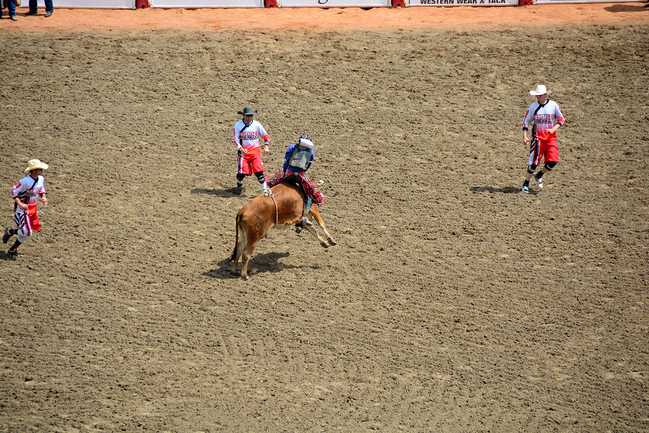 2017-07-10, 103, Calgary Stampede, AB, Steer Riding