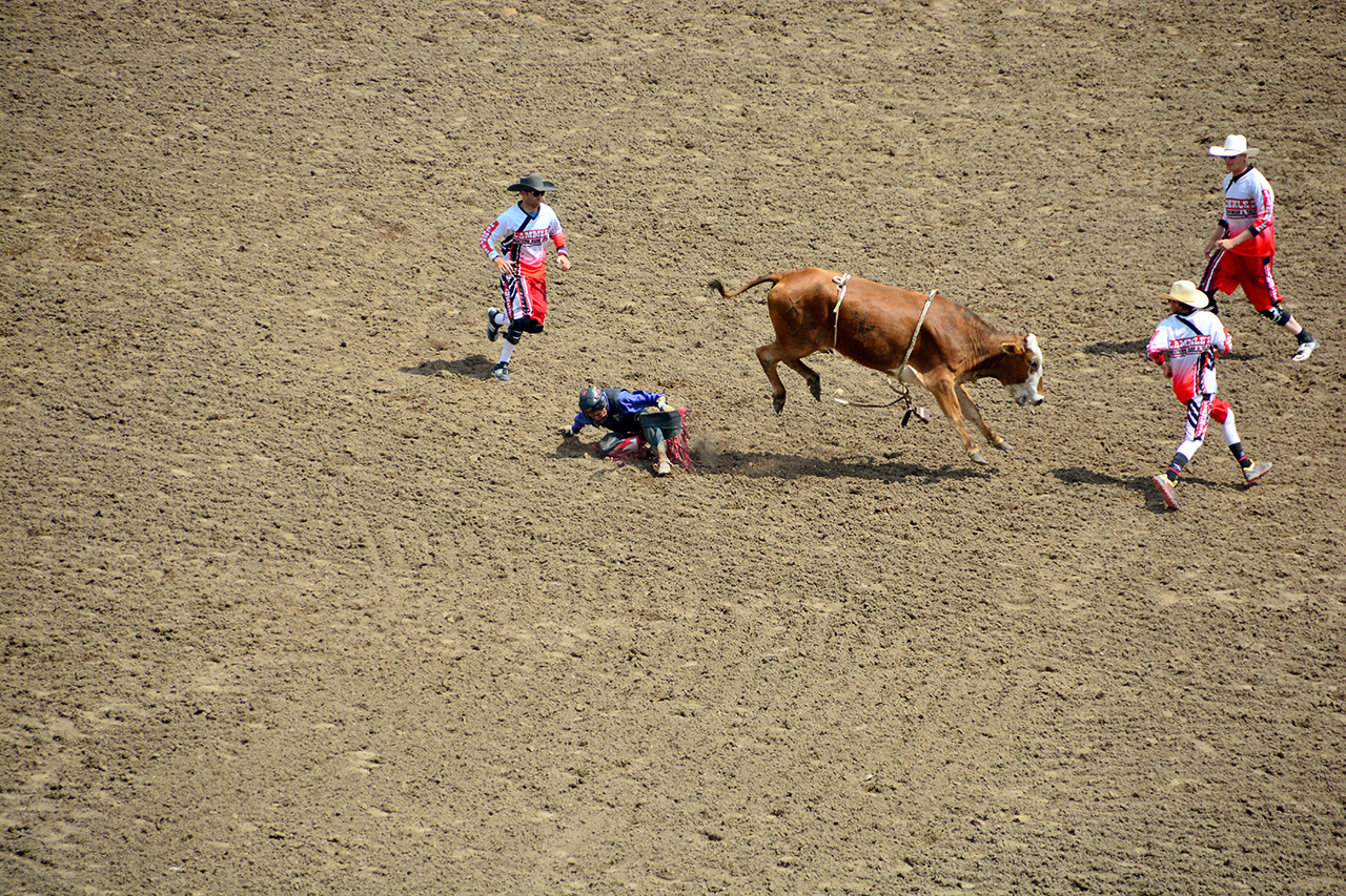 2017-07-10, 105, Calgary Stampede, AB, Steer Riding