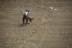 2017-07-10, 024, Calgary Stampede, AB, Saddle Bronco Riding