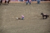 2017-07-10, 048, Calgary Stampede, AB, Tie Down Roping