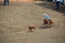 2017-07-10, 070, Calgary Stampede, AB, Tie Down Roping