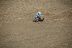 2017-07-10, 075, Calgary Stampede, AB, Tie Down Roping