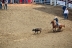 2017-07-10, 079, Calgary Stampede, AB, Tie Down Roping