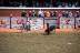 2017-07-10, 089, Calgary Stampede, AB, Steer Riding