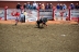 2017-07-10, 090, Calgary Stampede, AB, Steer Riding