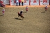 2017-07-10, 101, Calgary Stampede, AB, Steer Riding