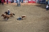 2017-07-10, 116, Calgary Stampede, AB, Steer Wrestling