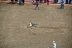 2017-07-10, 131, Calgary Stampede, AB, Steer Wrestling