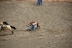 2017-07-10, 135, Calgary Stampede, AB, Steer Wrestling