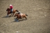 2017-07-10, 148, Calgary Stampede, AB, Steer Wrestling