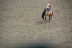 2017-07-10, 172, Calgary Stampede, AB, Bareback Bronco Riding