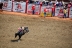 2017-07-10, 176, Calgary Stampede, AB, Bareback Bronco Riding