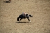 2017-07-10, 178, Calgary Stampede, AB, Bareback Bronco Riding