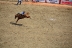 2017-07-10, 189, Calgary Stampede, AB, Bareback Bronco Riding