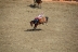 2017-07-10, 195, Calgary Stampede, AB, Bareback Bronco Riding