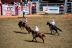 2017-07-10, 198, Calgary Stampede, AB, Bareback Bronco Riding