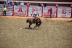 2017-07-10, 209, Calgary Stampede, AB, Bareback Bronco Riding