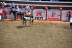 2017-07-10, 217, Calgary Stampede, AB, Bareback Bronco Riding