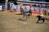 2017-07-10, 227, Calgary Stampede, AB, Bareback Bronco Riding