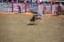 2017-07-10, 235, Calgary Stampede, AB, Bareback Bronco Riding