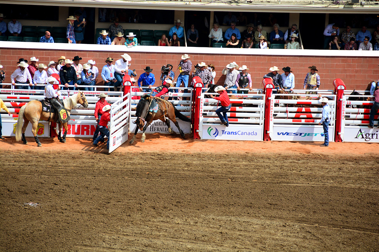 2017-07-10, 246, Calgary Stampede, AB, Saddled Bronco Riding