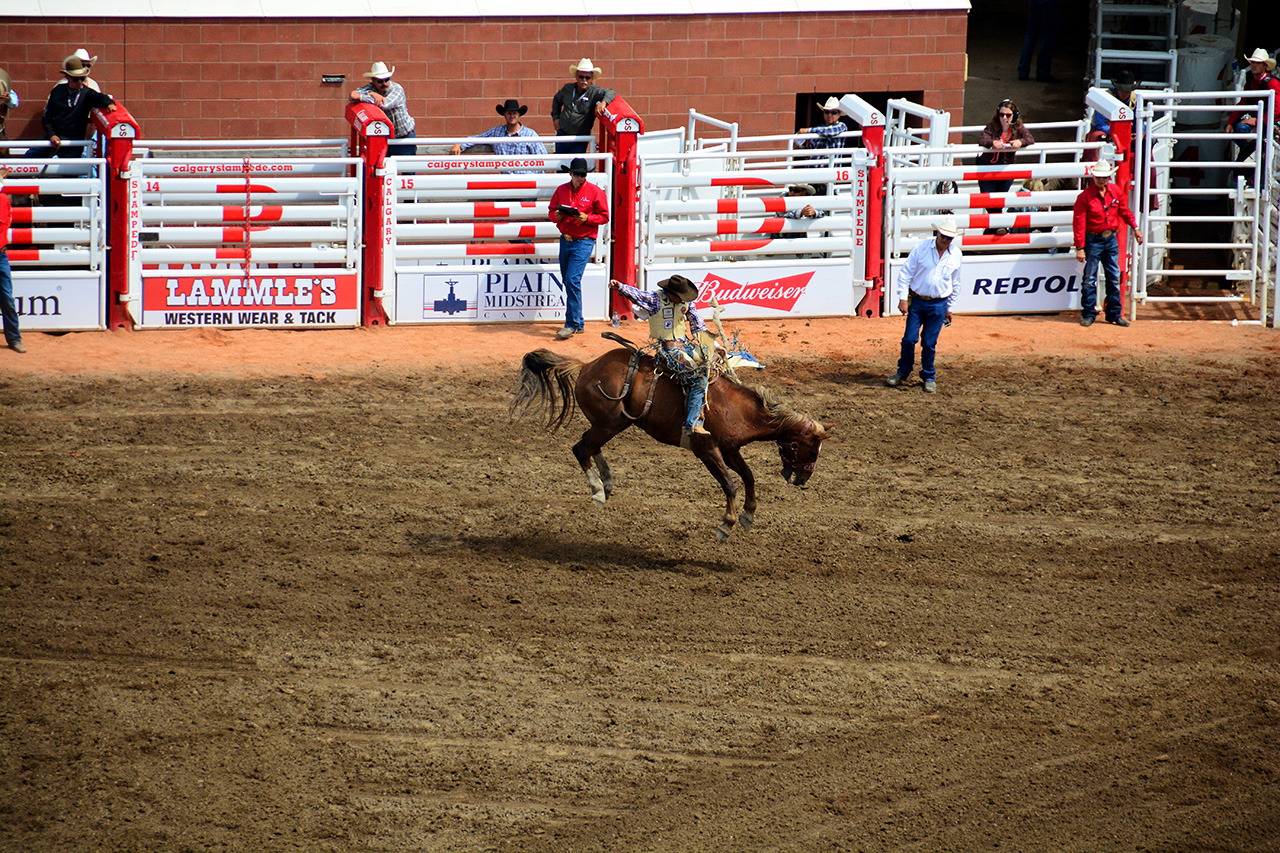 2017-07-10, 254, Calgary Stampede, AB, Saddled Bronco Riding