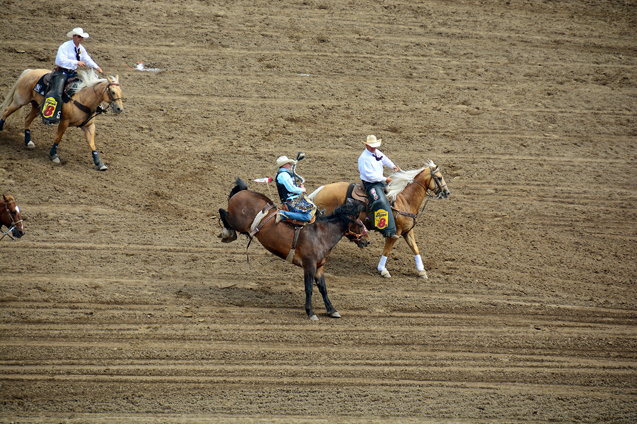 2017-07-10, 296, Calgary Stampede, AB, Saddled Bronco Riding