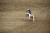 2017-07-10, 272, Calgary Stampede, AB, Saddled Bronco Riding