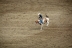 2017-07-10, 273, Calgary Stampede, AB, Saddled Bronco Riding