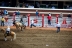 2017-07-10, 278, Calgary Stampede, AB, Saddled Bronco Riding