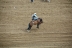 2017-07-10, 293, Calgary Stampede, AB, Saddled Bronco Riding