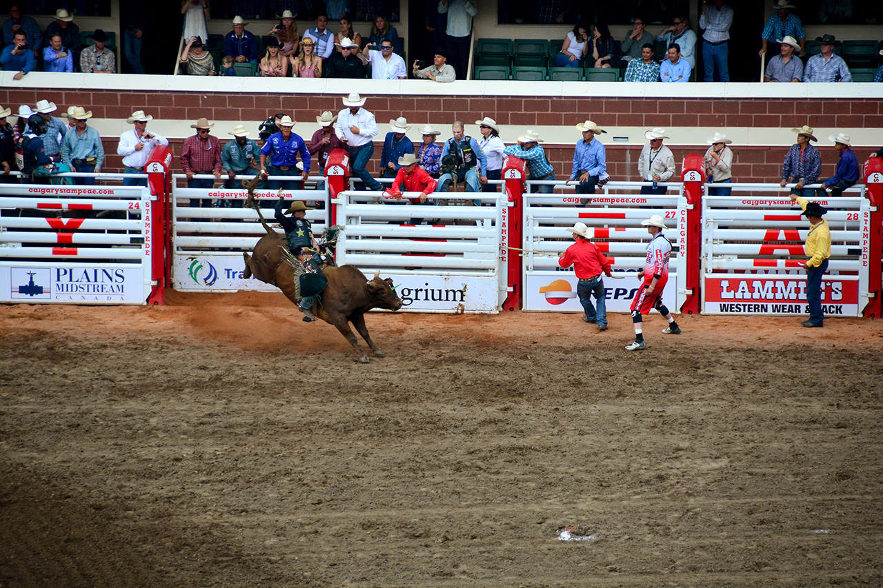 2017-07-10, 387, Calgary Stampede, AB, Bull Riding