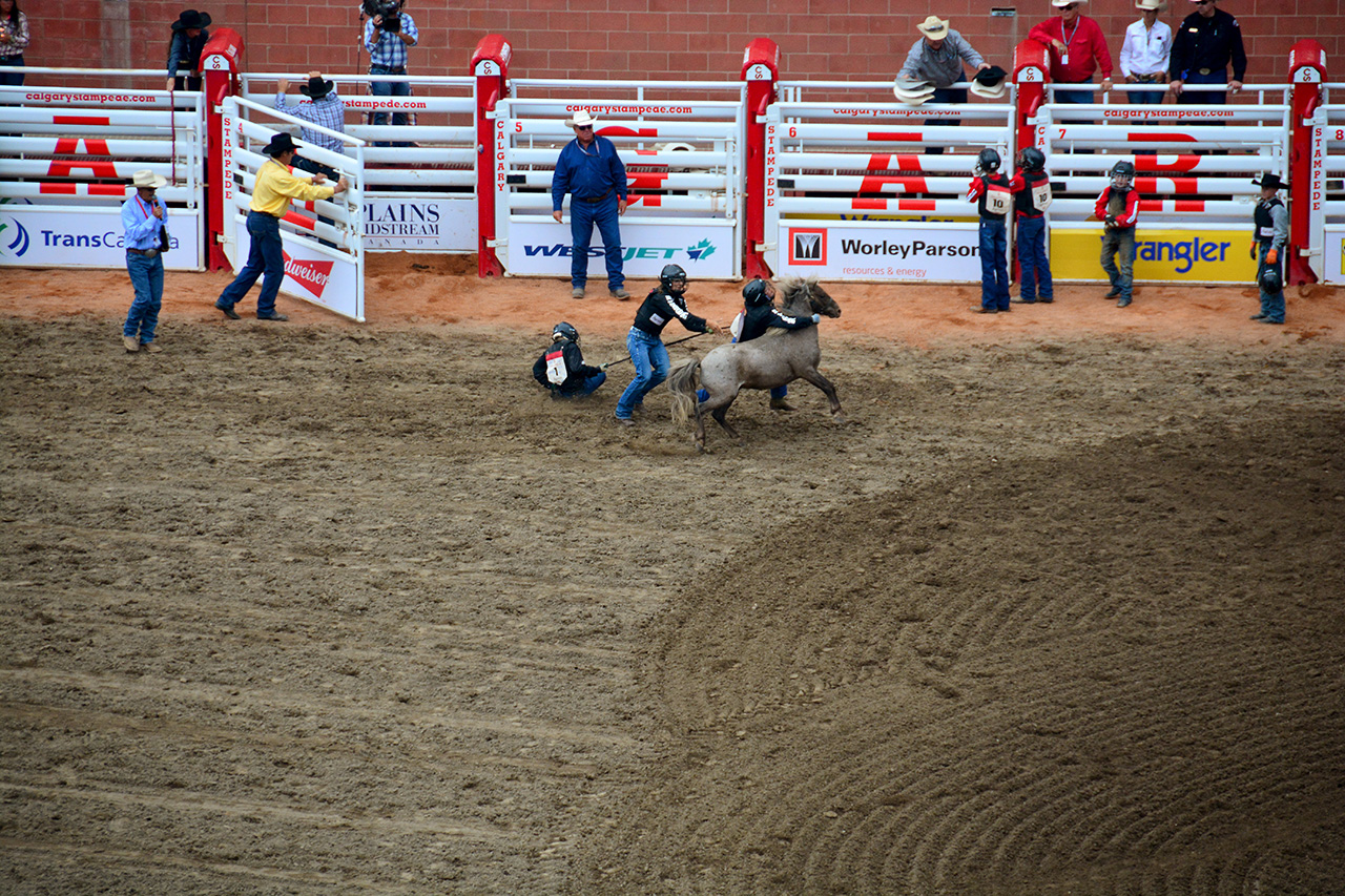 2017-07-10, 468, Calgary Stampede, AB, Youth Wild Pony