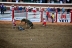 2017-07-10, 381, Calgary Stampede, AB, Bull Riding