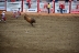 2017-07-10, 398, Calgary Stampede, AB, Bull Riding