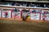 2017-07-10, 424, Calgary Stampede, AB, Bull Riding