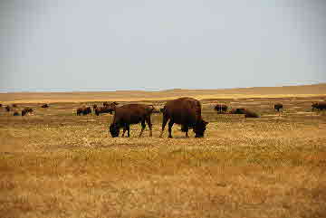 2012-08-10, 088, Bison Herd