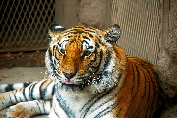 2013-04-03, 044, Gladys Porter Zoo, Brownsville, TX