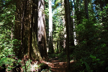 2013-07-05, 003, Trail in Jedediah Smith Redwoods SP, CA