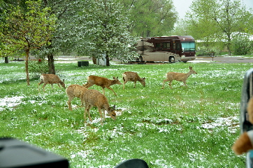 2014-05-11, 001, A Group of Deer pass by